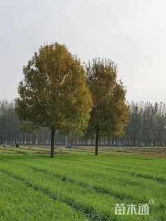 25公分白蜡