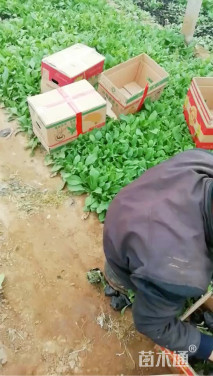 高度20厘米黑心菊