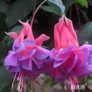 20公分绿化芒