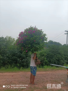 高度110厘米三角梅