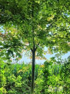 12公分美国红枫-秋火焰