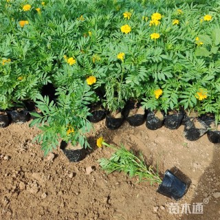 高度27厘米孔雀草