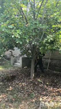 5公分红玉兰