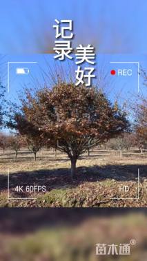 18公分鸡爪槭