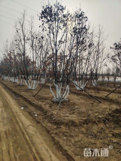 高度800厘米丛生蒙古栎