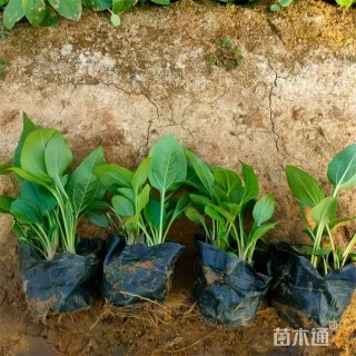 高度17厘米黑心金光菊