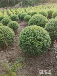 冠幅150厘米金禾女贞球