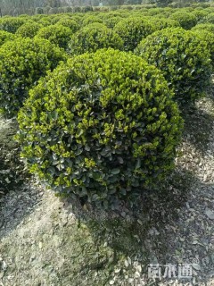 高度120厘米万年青