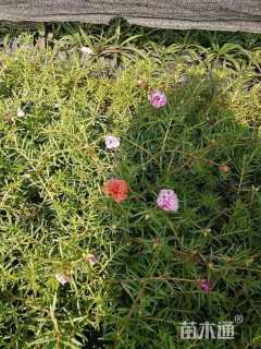 高度10厘米太阳花