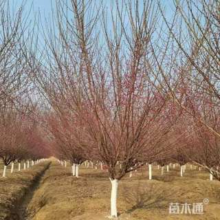 高度400厘米朱砂梅