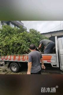 2公分金桂