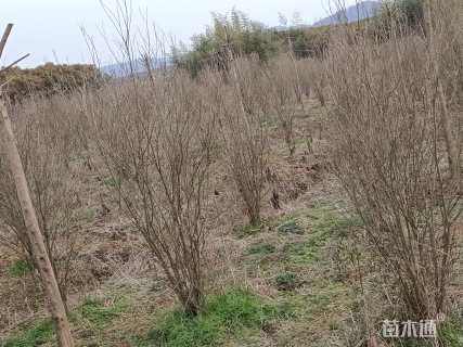 高度250厘米丛生石榴