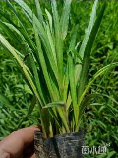 高度21厘米大花萱草