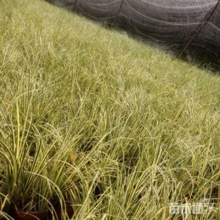 高度25厘米菖蒲