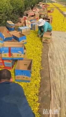 高度15厘米过路黄