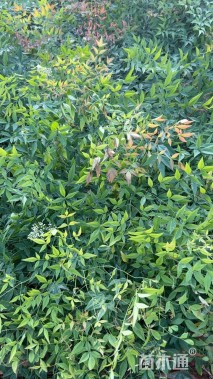 高度40厘米南天竹