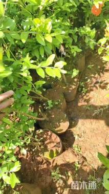 高度50厘米桃树小苗