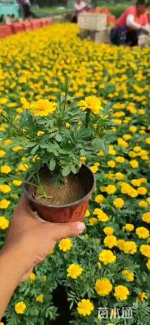 高度15厘米孔雀草