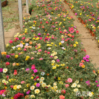 高度15厘米太阳花