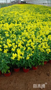 高度25厘米金鱼草