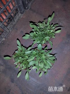 高度8厘米金鸡菊