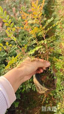 0.2公分清香木
