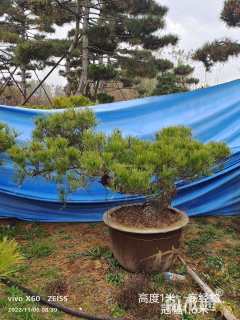 10公分造型黑松