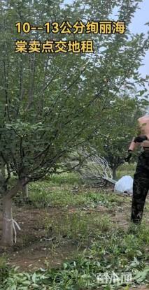 12公分绚丽海棠