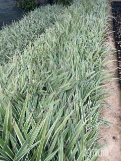 高度30厘米山管兰