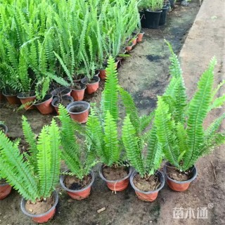 高度35厘米肾蕨