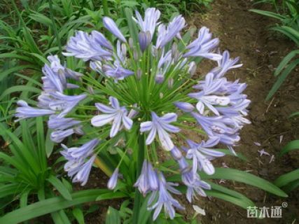高度40厘米百子莲