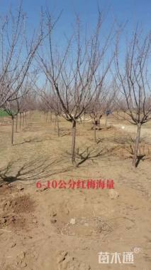 10公分红梅
