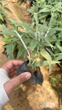 高度10厘米墨西哥鼠尾草