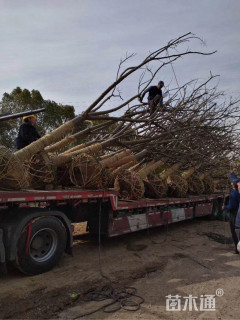15公分黄山栾树