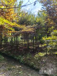 5公分红枫