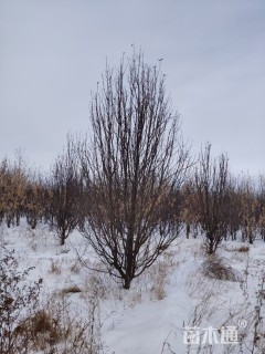 15公分八棱海棠