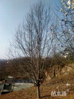 16公分二乔玉兰