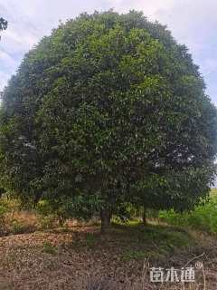 30公分桂花
