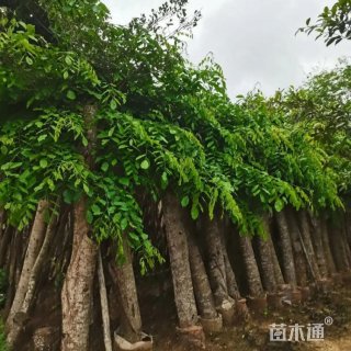 15公分印度紫檀