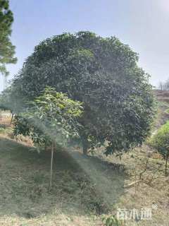 高度350厘米丛生桂花