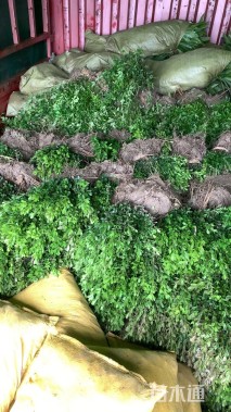 高度30厘米瓜子黄杨