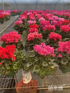 高度32厘米仙客来