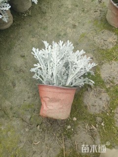 高度25厘米银叶菊