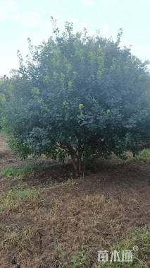 高度150厘米丛生黄栌