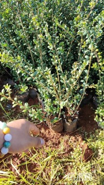 高度20厘米龟甲冬青