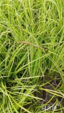 高度35厘米金叶石菖蒲