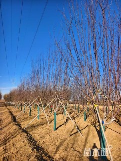 18公分红宝石海棠