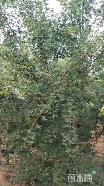 高度350厘米丛生五角枫