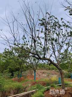 22公分朴树