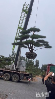 20公分泰山松